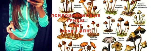 ешки Абинск